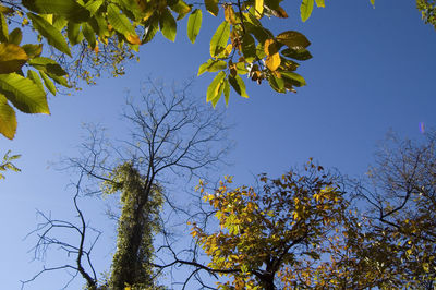 Low angle view of trees against clear blue sky