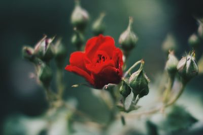 Close-up of red rose