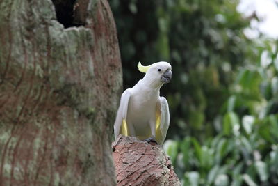 Close-up of bird perching on wooden post