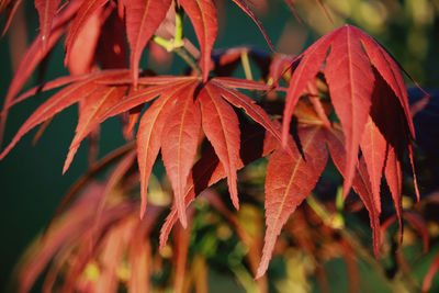 Close-up of red maple leaves