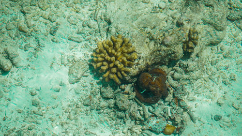 High angle view of fish underwater