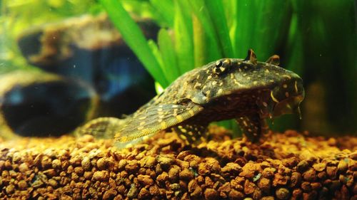 Close-up of turtle swimming in sea