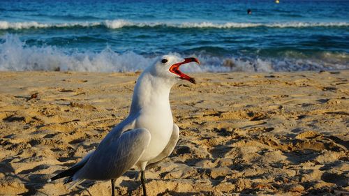 Close-up of seagull perching on beach