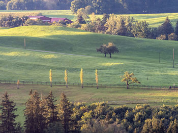 View of sheep grazing on field