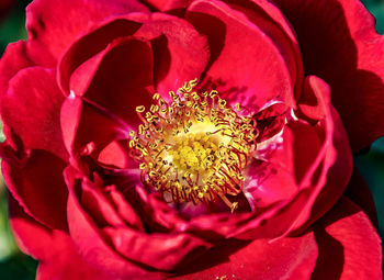 Close-up of pink flower