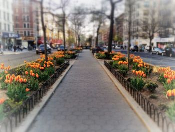 Road passing through a forest