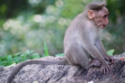 Close-up of monkey sitting outdoors