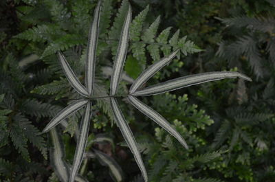 High angle view of plant on field