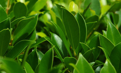 Close-up of fresh green leaves