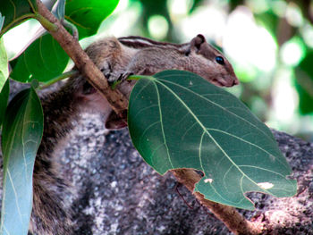 Close-up of a lizard on tree