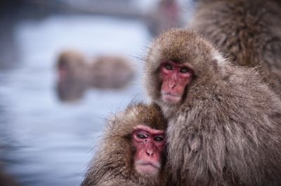 Portrait of japanese macaques at jigokudani monkey park