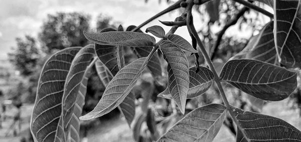 Close-up of leaves on tree