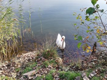 High angle view of swan in lake