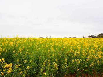Scenic view of oilseed rape field against sky