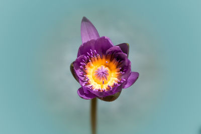 Close-up of purple flower