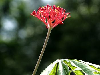 Close-up of red flowering plant