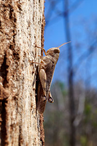 Close-up of squirrel on tree trunk