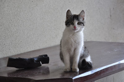 Cat sitting on floor