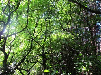 Low angle view of trees against sky