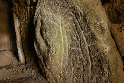 Close-up of tree trunk