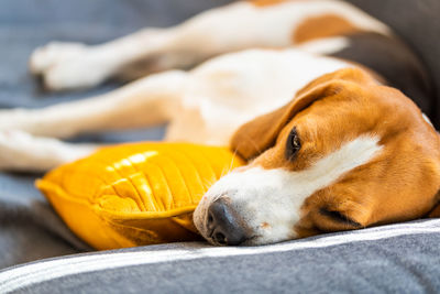 Close-up of a dog resting