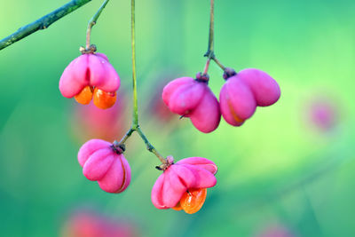 Close-up of pink roses hanging on plant