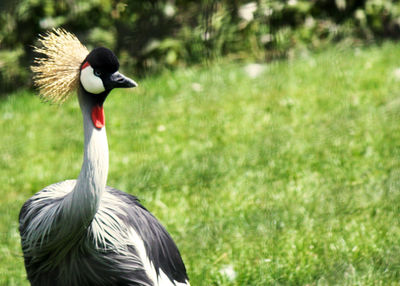 Large bird in grass