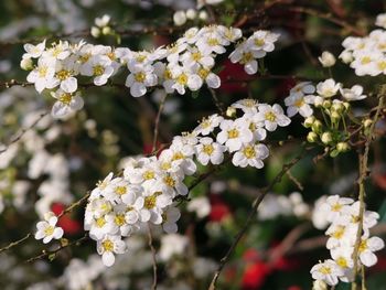 Close-up of white flowering plant