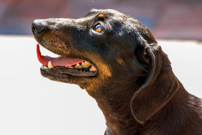 Close-up of a dog looking away