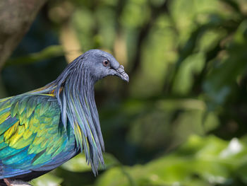 Close-up of a bird perching