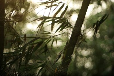 Close-up of fresh green plant