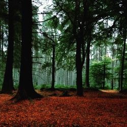 Trees in forest
