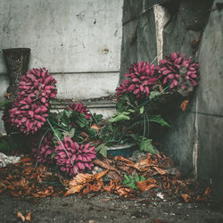 Close-up of pink flowers