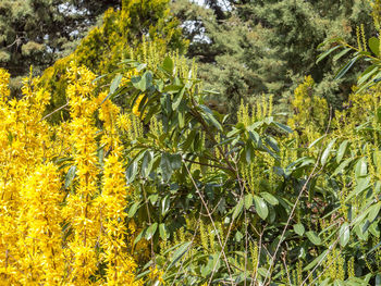 Close-up of yellow flowers growing in field