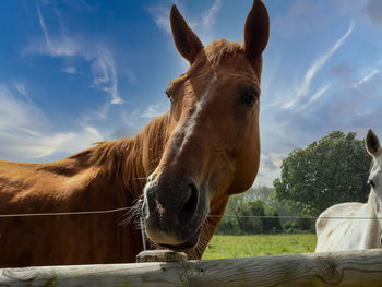 Close-up of a horse in ranch against sky