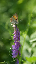 Close-up of butterfly on purple flower