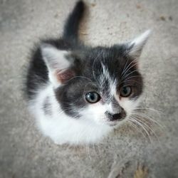 Close-up portrait of cat