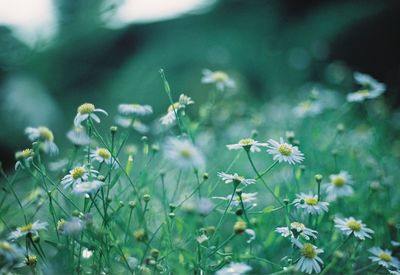 Close-up of small flowering plant on field