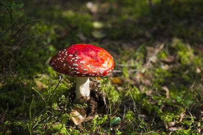 Close-up of fly agaric mushroom on field