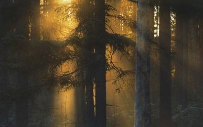 Trees in forest during sunset