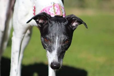 Close-up portrait of a dog
