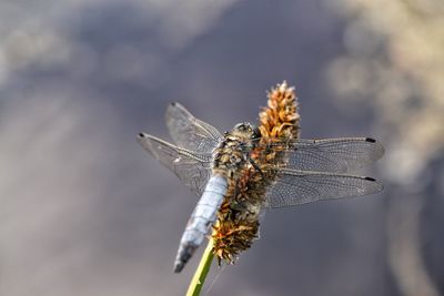 Close-up of dragonfly on twig