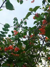 Low angle view of tree against sky