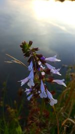 Close-up of flowers