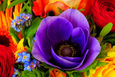 High angle view of purple flowering plants