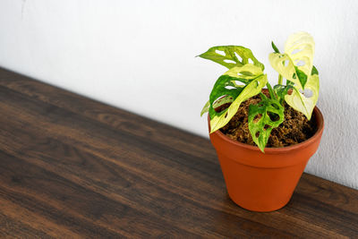 plant