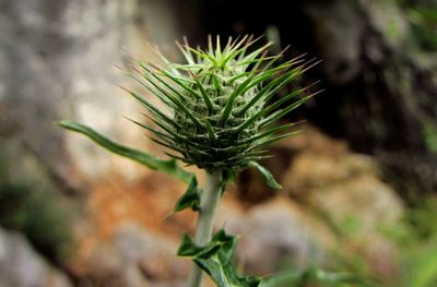 Close-up of plant
