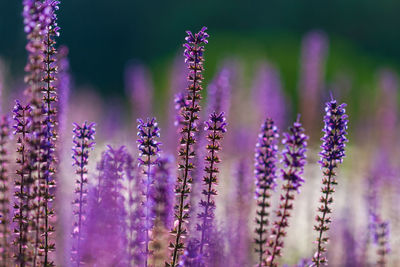 Close-up of purple flowers on field