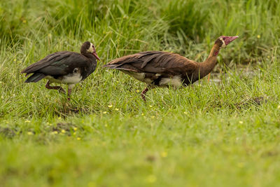 Ducks on a land