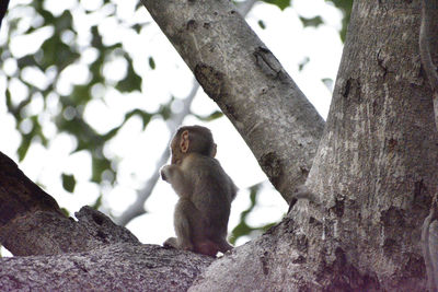 Low angle view of monkey sitting on tree trunk